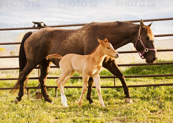 USA, Utah, Lehi, Foal with mother. Photo : Mike Kemp