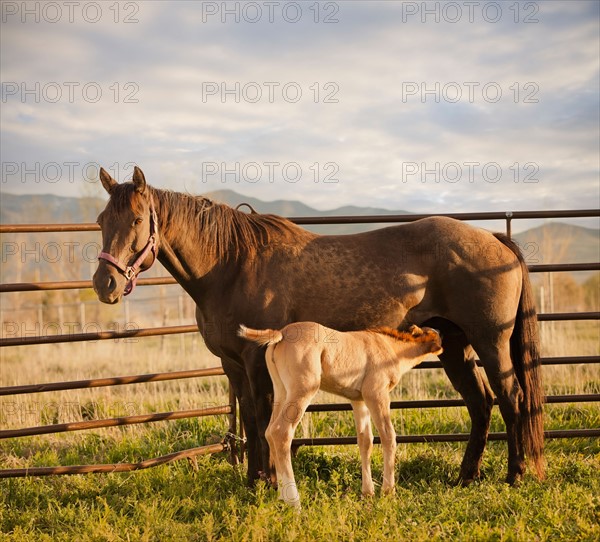 USA, Utah, Lehi, Foal with mother. Photo : Mike Kemp