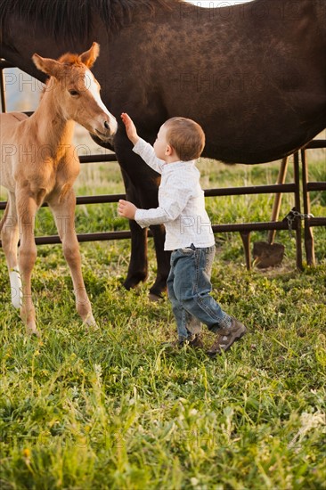 USA, Utah, Lehi, Boy (2-3) stroking foal. Photo : Mike Kemp