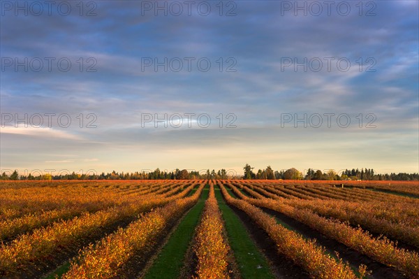 USA, Oregon, Marion County, Row crop in field. Photo : Gary Weathers