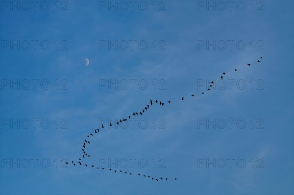 Geese in formation against moon. Photo : Gary Weathers