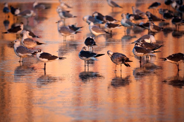 USA, Florida, Daytona Beach, Seabirds on beach. Photo : Henryk Sadura