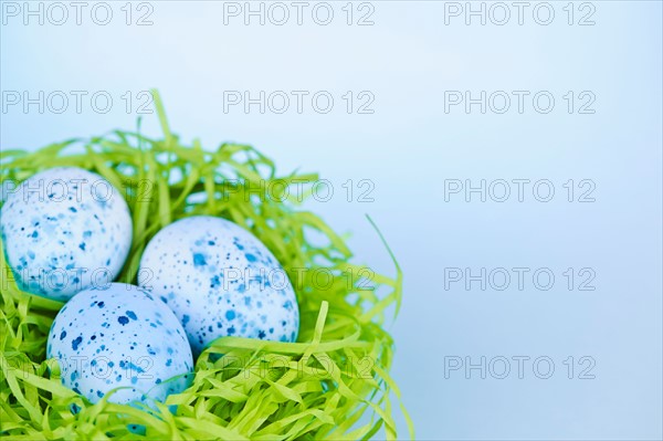 Blue Easter eggs in bird's nest, studio shot. Photo :  Elena Elisseeva