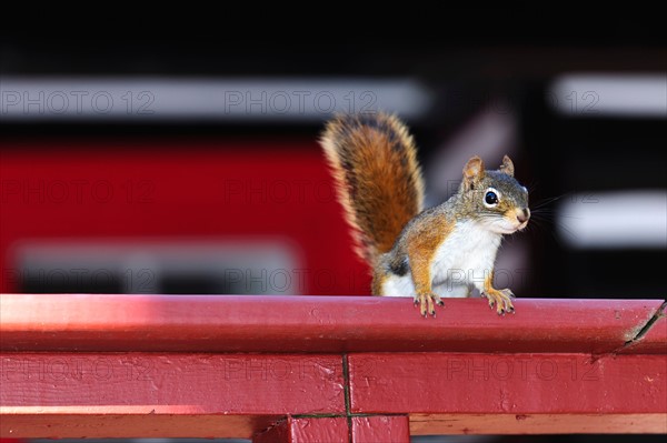 Tree squirrel looking over fence. Photo :  Elena Elisseeva