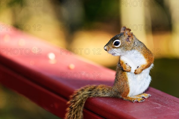 Tree squirrel standing on fence. Photo :  Elena Elisseeva