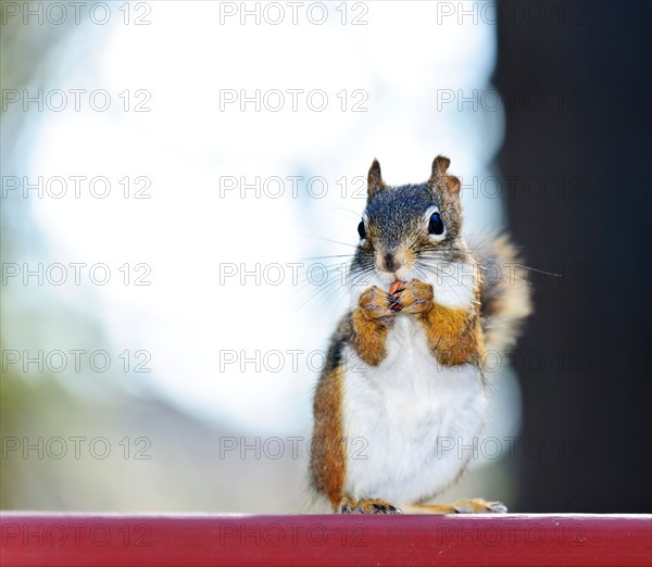 Tree squirrel eating. Photo :  Elena Elisseeva