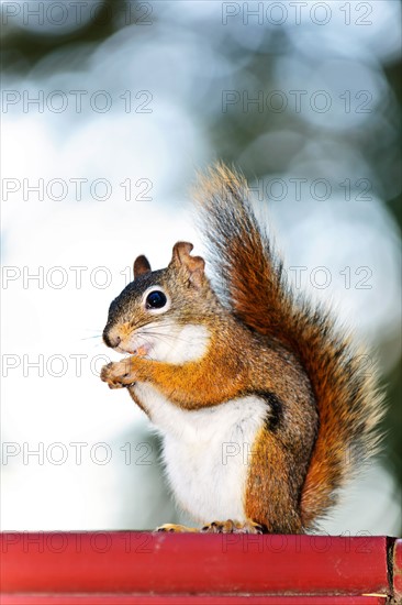 Tree squirrel eating. Photo :  Elena Elisseeva