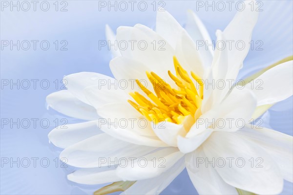 Close-up of water lily, studio shot. Photo :  Elena Elisseeva