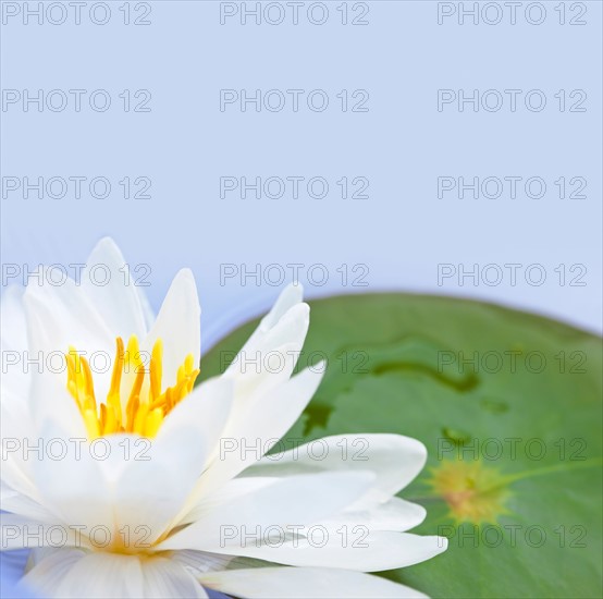 Close-up of water lily, studio shot. Photo :  Elena Elisseeva