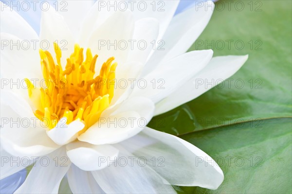 Close-up of water lily, studio shot. Photo :  Elena Elisseeva