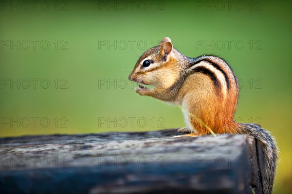 Chipmunk eating. Photo : Elena Elisseeva