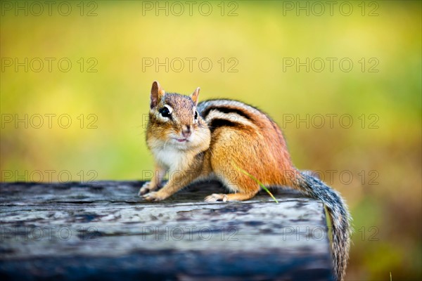 View of chipmunk . Photo : Elena Elisseeva