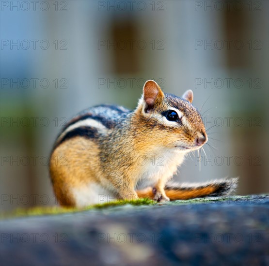 View of chipmunk . Photo : Elena Elisseeva