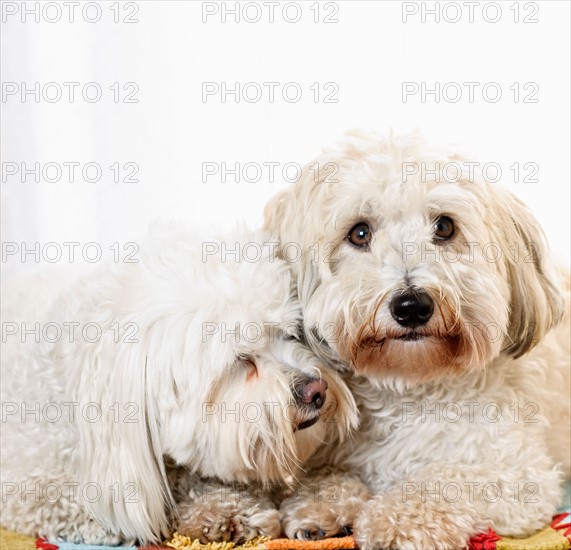 Portrait of two puppies of cotton de tulear. Photo : Elena Elisseeva