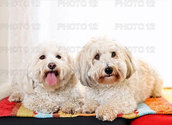 Portrait of two puppies of cotton de tulear. Photo : Elena Elisseeva