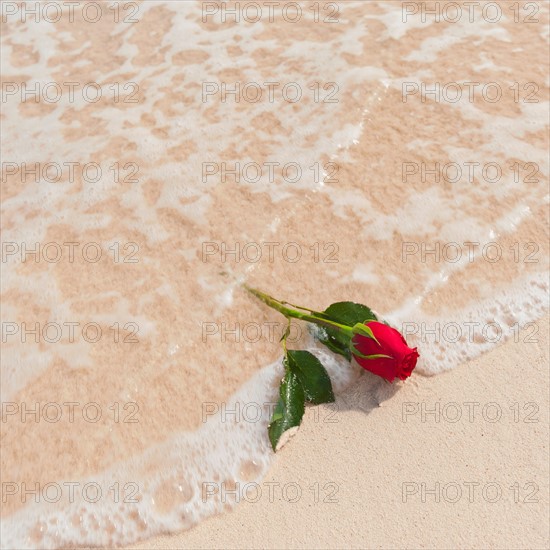 Red rose on beach.