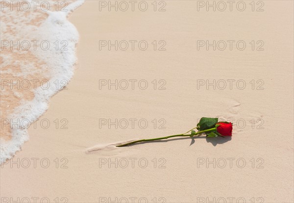 Red rose on beach.