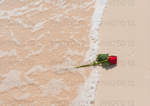 Red rose on beach.