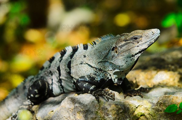 Mexico, Yucatan, Tulum. Iguana basking in sunlight.