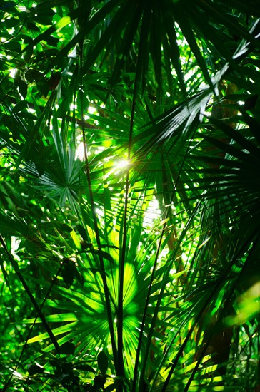 Mexico, Yucatan. Tropical leaves.