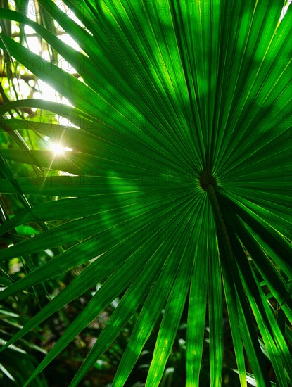 Mexico, Yucatan. Palm grove.