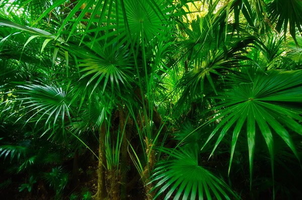 Mexico, Yucatan. Palm grove.