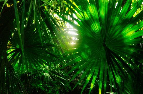 Mexico, Yucatan. Palm grove.