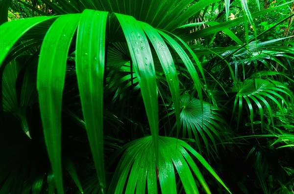 Mexico, Yucatan. Palm grove.