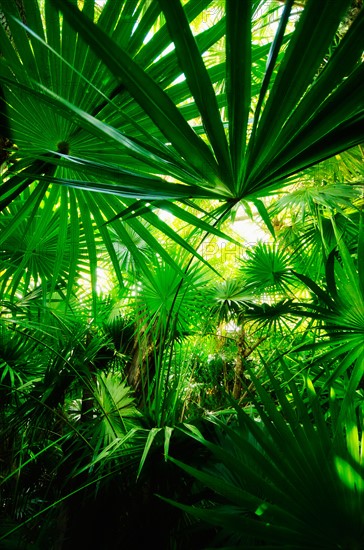 Mexico, Yucatan. Palm grove.