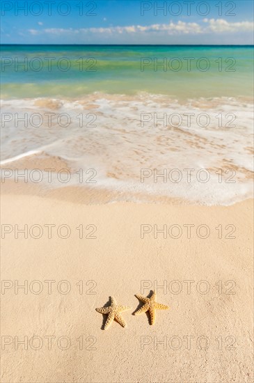 Mexico, Yucatan. Two starfish on beach.