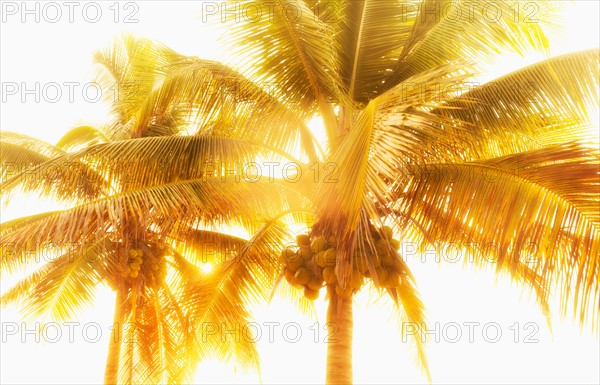 Mexico, Yucatan. Palm trees at sunset.