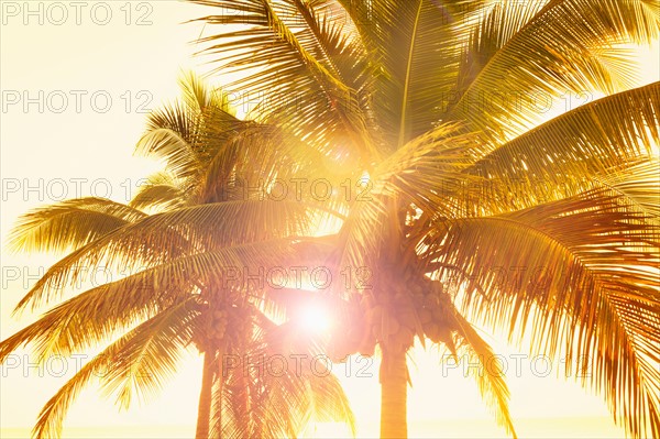 Mexico, Yucatan. Palm trees at sunset.