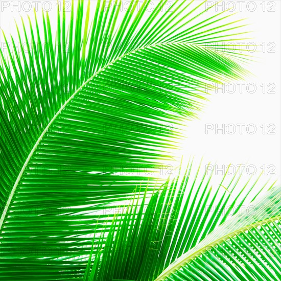 Mexico, Yucatan. Palm leaves.