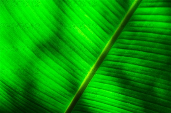 Palm leaf.