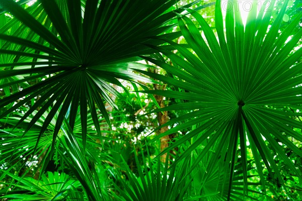 Palm leaves.