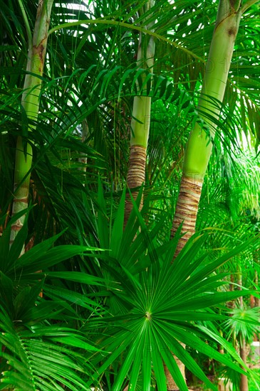 Palm trees in rainforest.