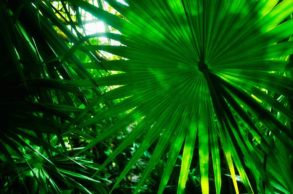 Palm leaves.