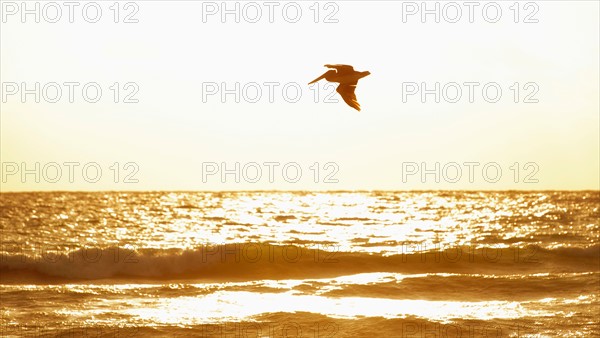 Bird flying over ocean.