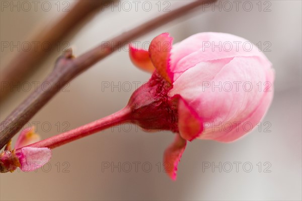 Close-up of spring blossom.