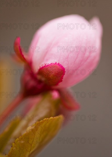 Close-up of spring blossom.