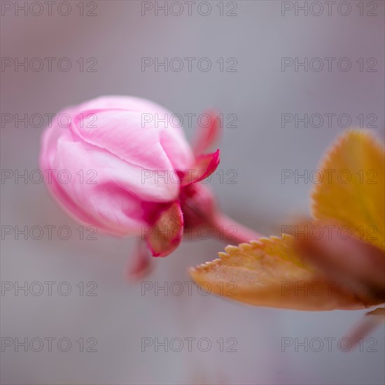 Close-up of spring blossom.