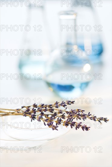 Lavender in laboratory.