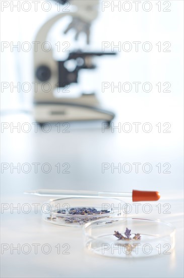 Lavender in petri dishes, microscope in background.