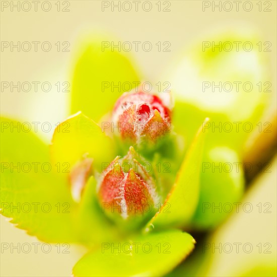 Close-up of spring blossom.