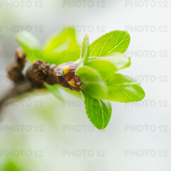 Close up of green buds ad leaves on branch.