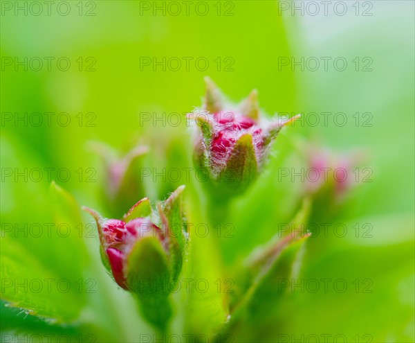 Close up of flower bud and green leaves.