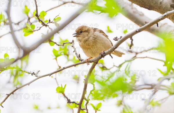 Close up of bird on spring tree.