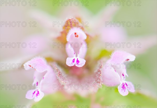 Close up of pink flowers.