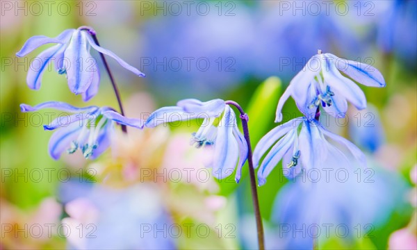 Close up of blue flowers.