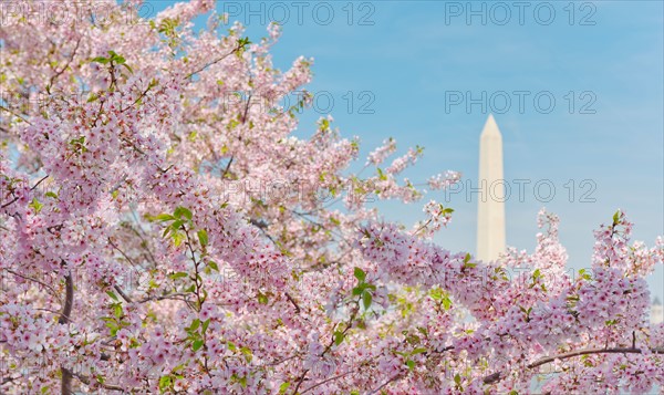 USA, Washington DC. Cherry blossom with Washington Monument in background.